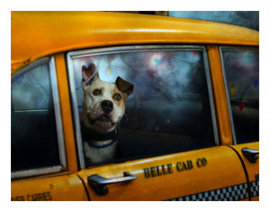 Pet Taxi Image